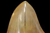 Serrated, Fossil Megalodon Tooth - Indonesia #149260-3